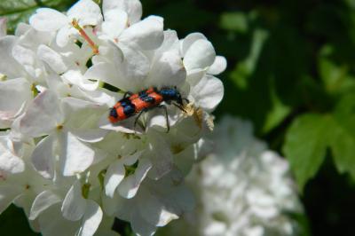 <i>Trichodes alvearius</i>