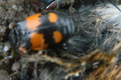 <i>Nicrophorus vespilloides</i>