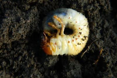 <i>Melolontha melolontha</i>