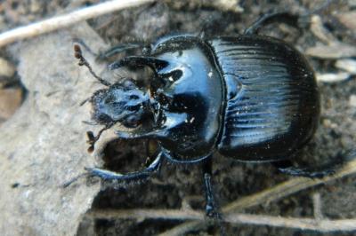 <i>Typhaeus typhoeus</i>