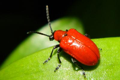 <i>Lilioceris lilii</i>