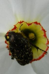 <i>Oxythyrea funesta</i>