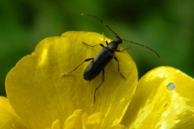<i>Grammoptera ruficornis</i>