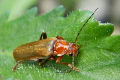 <i>Cantharis livida</i>