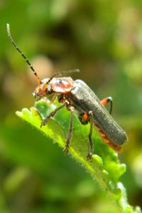 <i>Cantharis rustica</i>