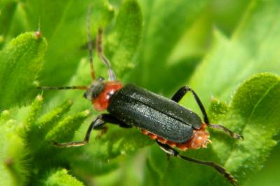<i>Cantharis fusca</i>