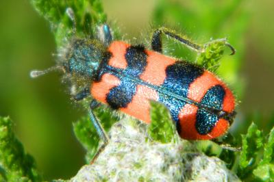 <i>Trichodes alvearius</i>