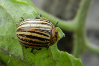 <i>Leptinotarsa decemlineata</i>