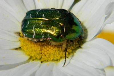 <i>Cetonia aurata</i>