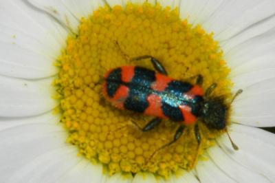 <i>Trichodes alvearius</i>