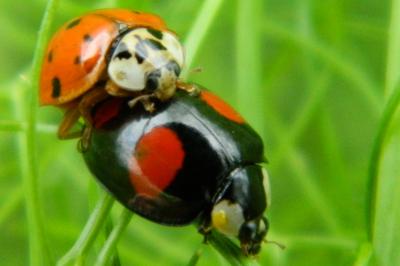 <i>Harmonia axyridis</i>