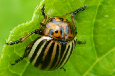 <i>Leptinotarsa decemlineata</i>