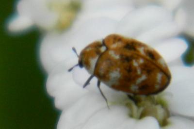<i>Anthrenus verbasci</i>