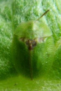<i>Cassida rubiginosa</i>