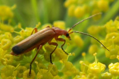 <i>Rhagonycha fulva</i>