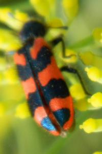 <i>Trichodes alvearius</i>