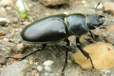 <i>Lucanus cervus</i>