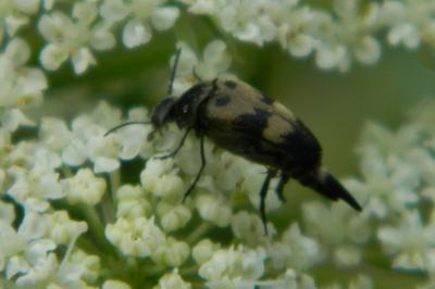 <i>Variimorda</i>