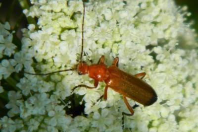 <i>Rhagonycha fulva</i>
