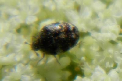 <i>Anthrenus</i>