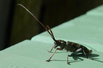 <i>Monochamus galloprovincialis</i>