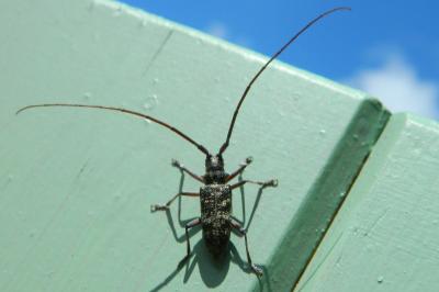<i>Monochamus galloprovincialis</i>