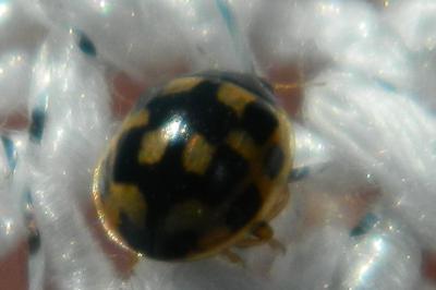<i>Propylea quatuordecimpunctata</i>