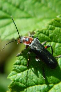<i>Cantharis rustica</i>