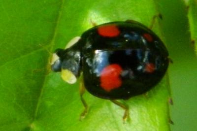 <i>Harmonia axyridis</i>