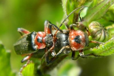 <i>Cantharis rustica</i>