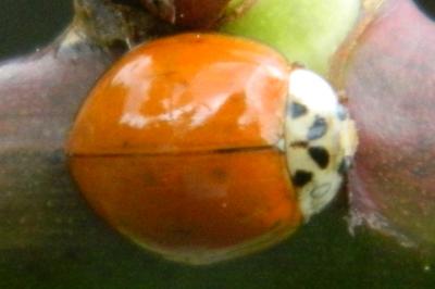 <i>Harmonia axyridis</i>