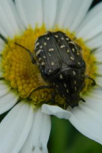 <i>Oxythyrea funesta</i>
