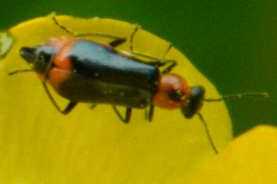 <i>Attalus minimus</i>