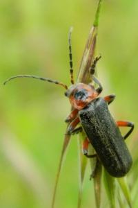 <i>Cantharis rustica</i>