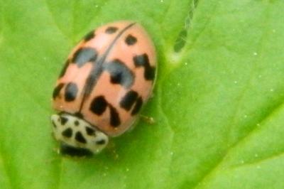 <i>Oenopia conglobata</i>