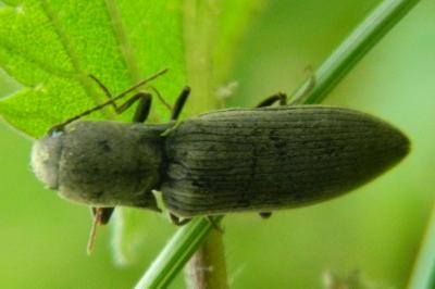 <i>Agriotes pilosellus</i>