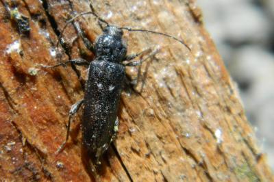 <i>Hylotrupes bajulus</i>