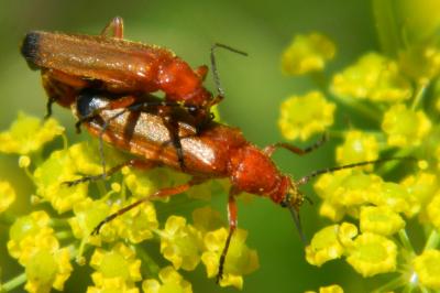 <i>Rhagonycha fulva</i>
