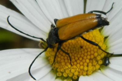 <i>Stictoleptura fulva</i>
