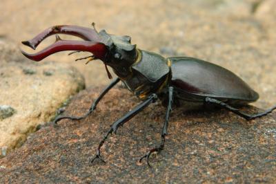 <i>Lucanus cervus</i>