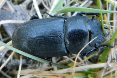 <i>Dorcus parallelipipedus</i>