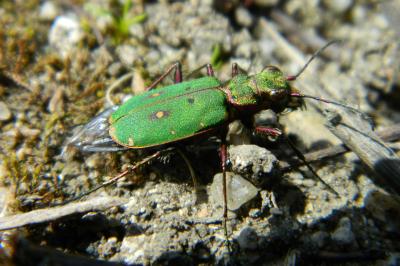 <i>Cicindela campestris</i>