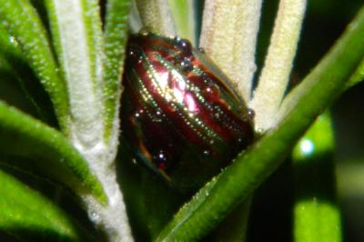 <i>Chrysolina americana</i>