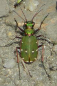 <i>Cicindela campestris</i>