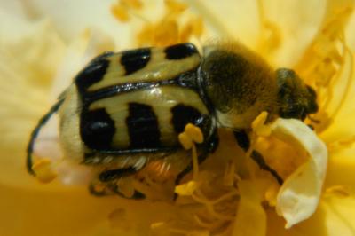 <i>Trichius</i>