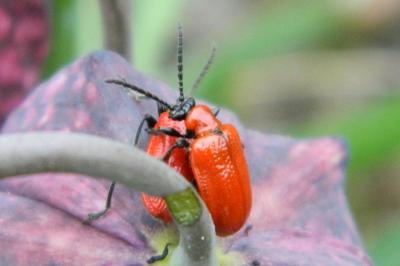 <i>Lilioceris lilii</i>