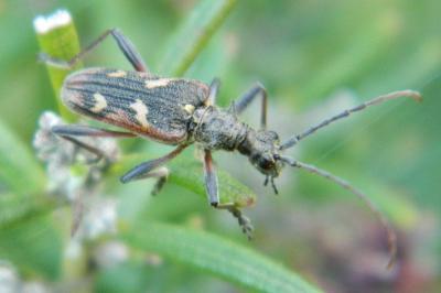 <i>Rhagium bifasciatum</i>