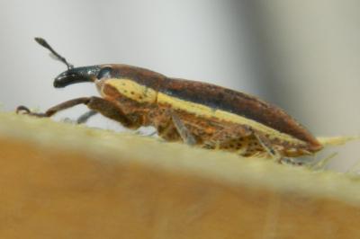 <i>Lixus ochraceus</i>