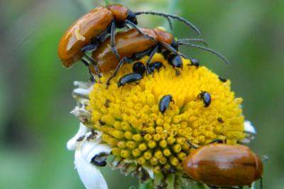 <i>Exosoma lusitanicum</i>