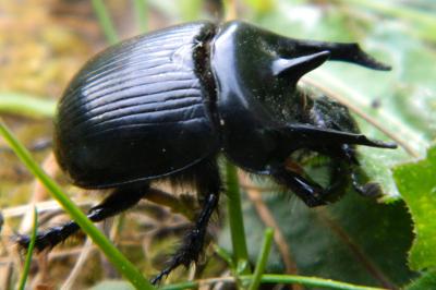 <i>Typhaeus typhoeus</i>